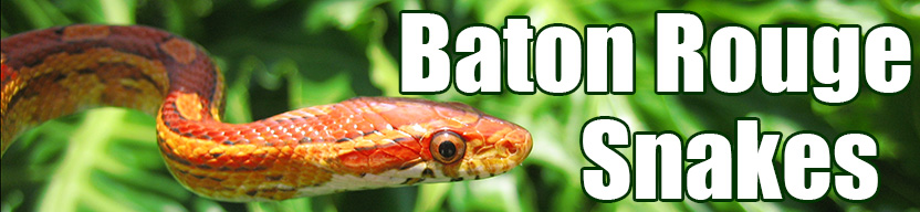 Baton Rouge snake